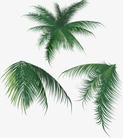 椰子树叶矢量图素材