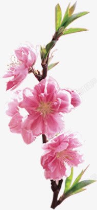 春天风景粉色桃花植物素材