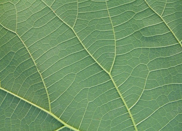清晰的叶脉jpg设计背景_88icon https://88icon.com 叶子 叶子图片 叶脉 叶茎 图片素材 底纹背景 春天 植物 清晰的叶脉图片 清晰的叶脉图片素材下载 绿叶 绿色植物 背景花边