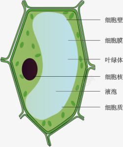 绿色教学植物细胞模式图高清图片