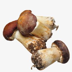 菌菇蔬菜新鲜姬松茸菌高清图片