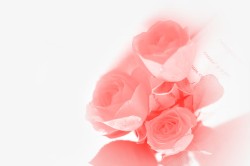 粉色春天玫瑰花朵装饰素材