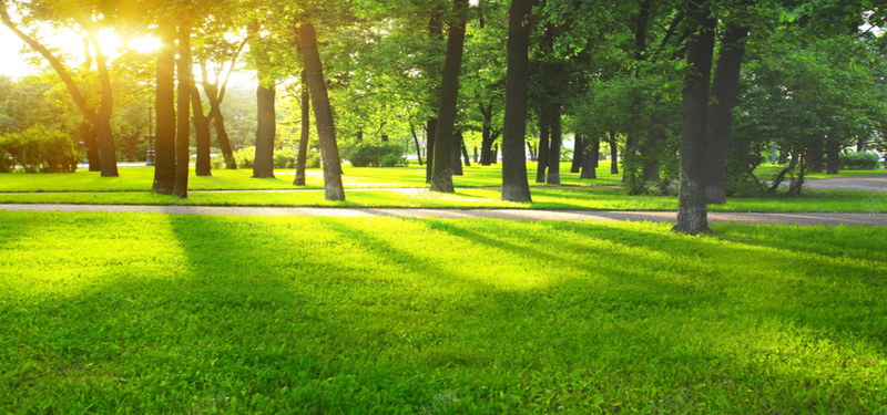 阳光下的绿色树林草坪摄影图片