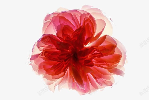 红色水墨花png免抠素材_88icon https://88icon.com 中国凤 典雅 古风 姘村 水墨 涓 牡丹 红色 绾壊 花朵 鍏搁泤 鍙 鐗腹 鑺辨湹