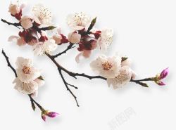 春天清新粉色桃花树枝素材