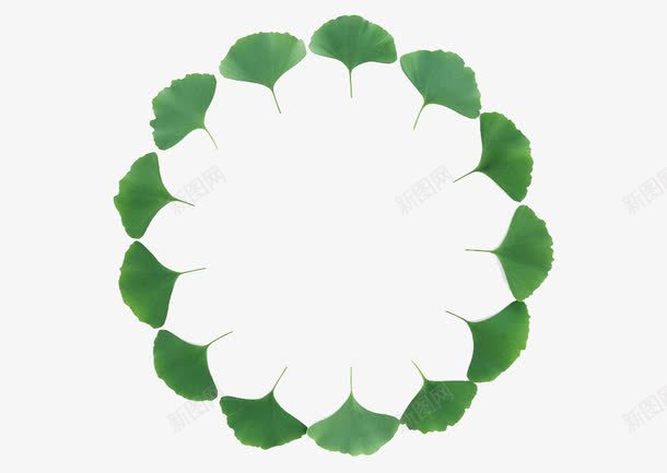 银杏叶png免抠素材_88icon https://88icon.com 图形 图案 圆环 树叶 水彩 绿叶 花环植物 花草 花草边框 装饰 边框 银杏叶