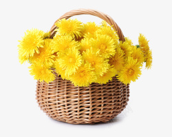 一篮子果实一篮子黄色菊花高清图片
