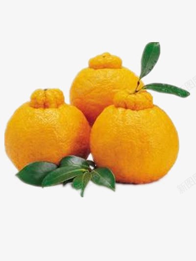 黄色丑橘png免抠素材_88icon https://88icon.com 柑橘 橘子 水果 黄色