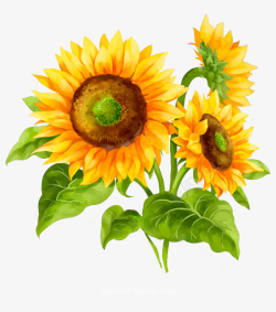 鲜花手绘黄色太阳花向日葵鲜花树叶高清图片