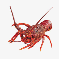 澳洲龙虾大龙虾美食食材高清图片