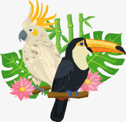 大嘴鸟热带雨林鹦鹉大嘴鸟高清图片