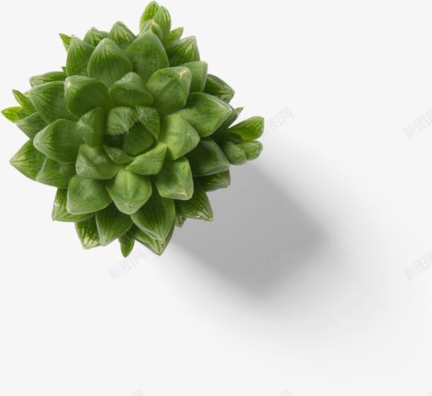 绿色多肉无污染植物psd免抠素材_88icon https://88icon.com 多肉 投影 植物 渐变 纹理 纹路 绿色 装饰 阴影 饱满