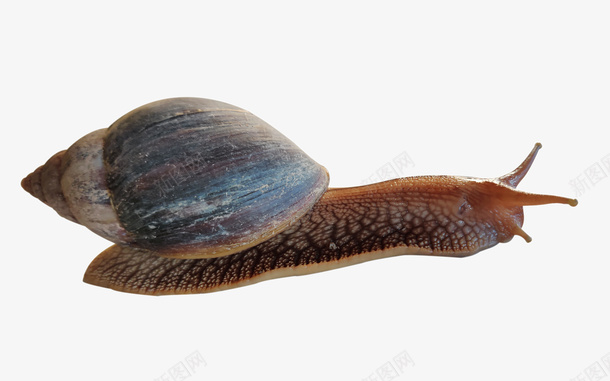 慢爬行蜗牛png免抠素材_88icon https://88icon.com 可爱 爬行 素材 蜗牛 蜗牛的房子 赛跑