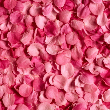粉色浪漫玫瑰花瓣背景摄影图片
