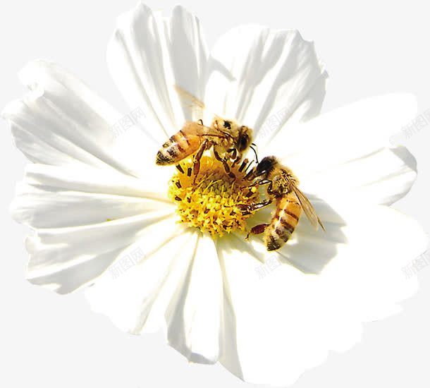 春天清新白色花朵蜜蜂png免抠素材_88icon https://88icon.com 春天 清新 白色 花朵 蜂类 蜜蜂