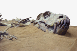 恐龙化石笔刷埋在黄沙里的恐龙化石实物高清图片