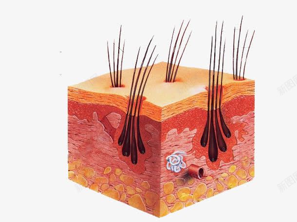 皮肤剖析图png免抠素材_88icon https://88icon.com 毛发 肌肤组织 肌肤结构
