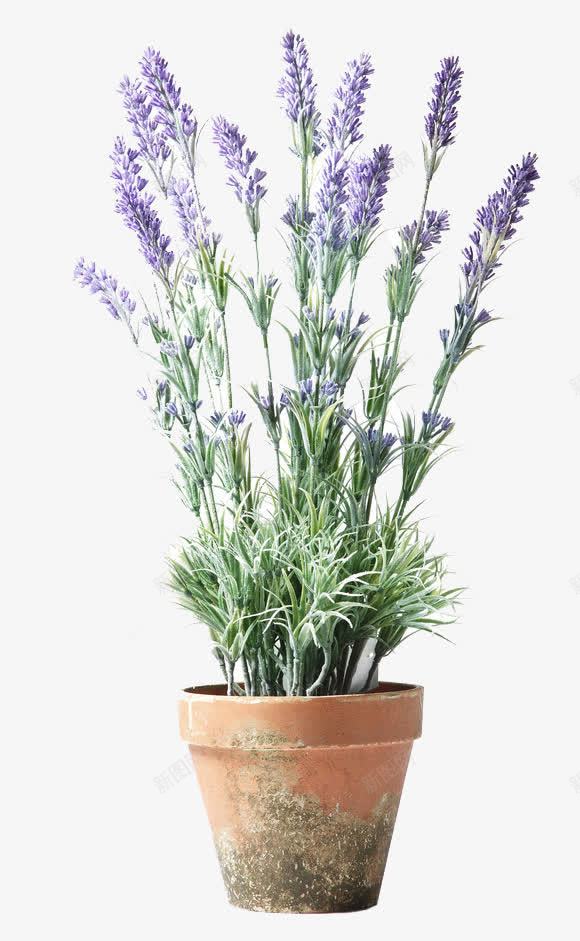 家居生活png免抠素材_88icon https://88icon.com 仿真花 客厅装饰 插花 生物世界 紫色 花 花苞 花草 薰衣草 装饰假花 装饰摆件