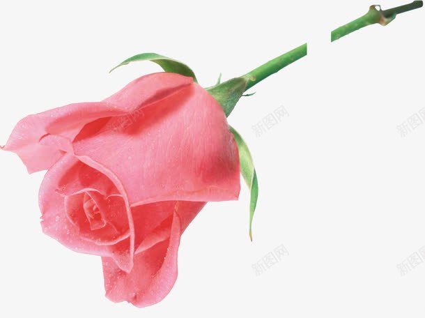 粉色玫瑰女人节创意展板png免抠素材_88icon https://88icon.com 创意 女人 展板 玫瑰 粉色