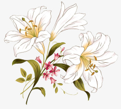 百合花花束花瓶手绘白色百合花花束高清图片