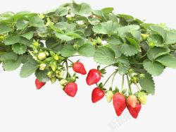 实物草莓树叶子素材