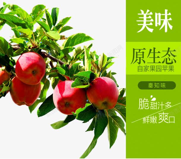 新鲜水果png免抠素材_88icon https://88icon.com 低碳 新鲜上市 新鲜水果 有机 果园 环保 绿色 苹果 苹果树 采摘园