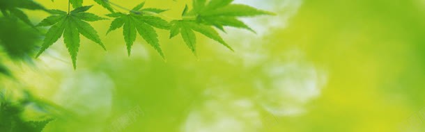 树叶背景背景