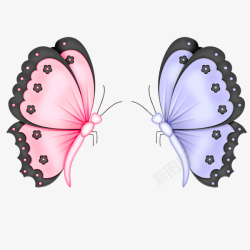 两只蝴蝶两只不同颜色的蝴蝶高清图片