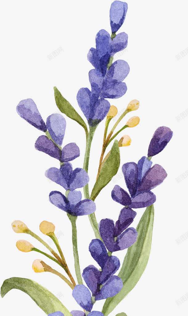 薰衣草png免抠素材_88icon https://88icon.com 小清新 水彩 花朵 薰衣草 鲜花