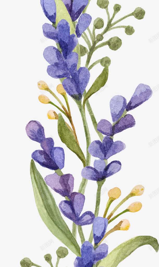 薰衣草png免抠素材_88icon https://88icon.com 小清新 水彩 花朵 薰衣草 鲜花