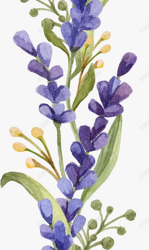 薰衣草png免抠素材_88icon https://88icon.com 小清新 水彩 花朵 薰衣草 鲜花