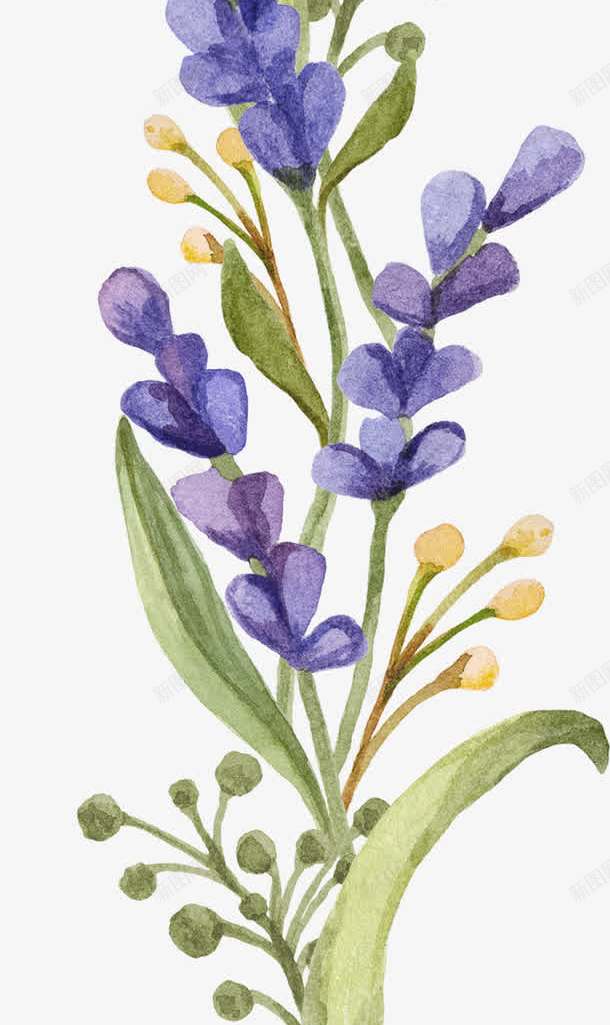 薰衣草png免抠素材_88icon https://88icon.com 小清新 水彩 花朵 薰衣草 鲜花