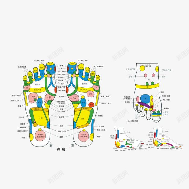 脚掌穴位彩色图png免抠素材_88icon https://88icon.com 彩色图案 穴位 粉嫩足底 脚底 脚背 足底 足疗
