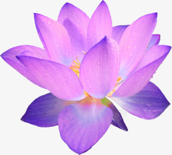 春天绿色紫色莲花荷花素材