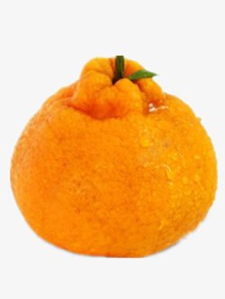 凸顶柑一个丑橘高清图片