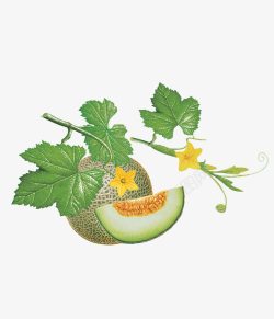 新鲜蔬果展位带藤条的哈密瓜高清图片