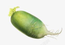 青色蔬菜彩铅青萝卜高清图片