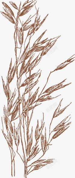 农作物麦子手绘图素材