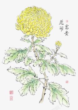 菊花花苞花开富贵高清图片