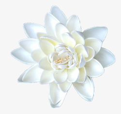 开花的植物白瓷绽放白色睡莲高清图片