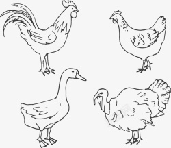鸡鸭鹅手绘线描鸡鸭鹅高清图片