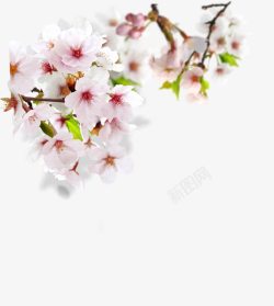 春天粉白色桃花装饰素材