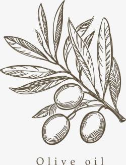 橄榄果素材手绘橄榄枝高清图片
