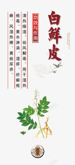 中药介绍短文白鲜皮高清图片