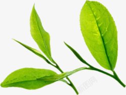 绿色天然清新茶叶乌龙茶素材