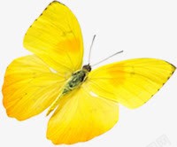 春天黄色漂浮蝴蝶素材