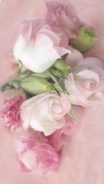 粉色花朵小清新H5背景摄影图片