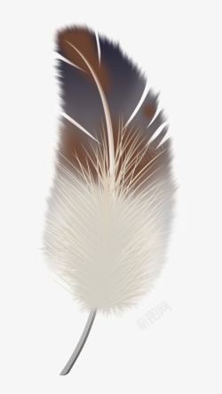 棕色羽毛卡通棕色羽毛装饰高清图片