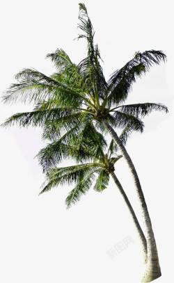 沙滩海岛绿色椰子树素材