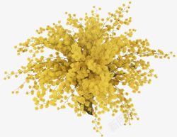 黄色花束满天星素材